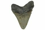 Serrated, Fossil Megalodon Tooth - North Carolina #355834-2
